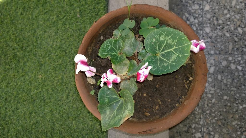 Bed & Breakfast Blumen Haus Santiago Luaran gambar